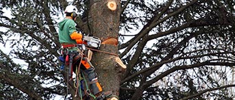 élagage arbre en Île-de-France pas cher